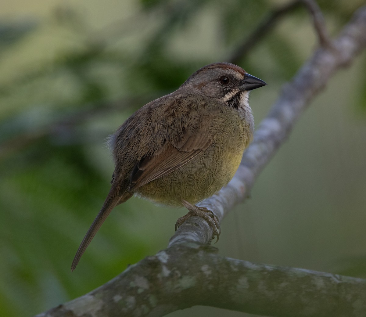 Zapata Sparrow - ML620530469
