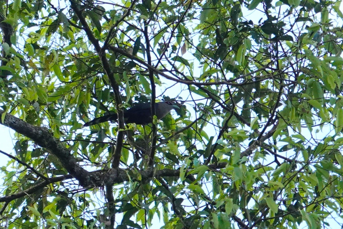 Black-bellied Malkoha - ML620530478