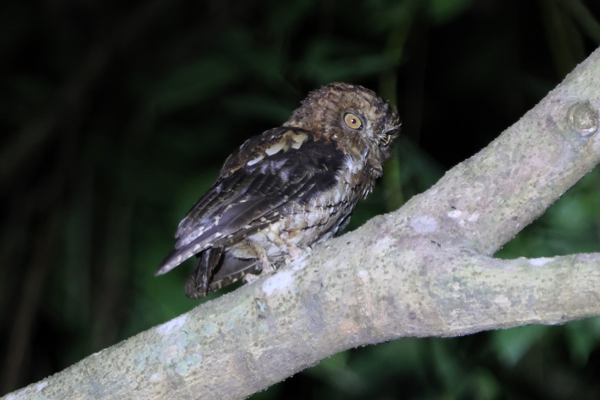 Sulawesi Scops-Owl - ML620530479
