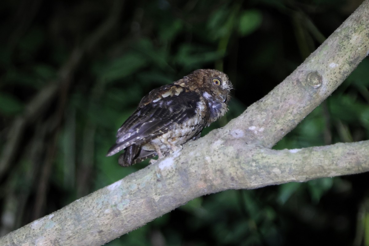 Sulawesi Scops-Owl - ML620530480