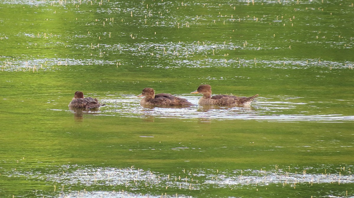 Hooded Merganser - ML620530482