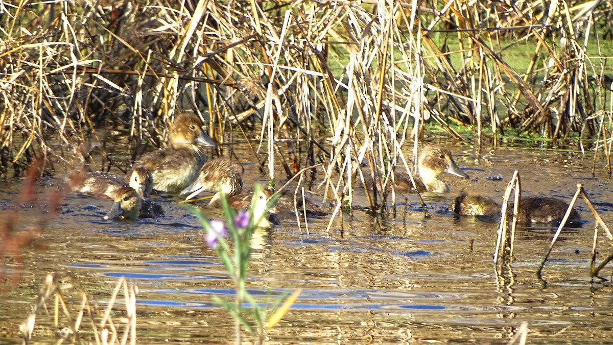 Rosy-billed Pochard - ML620530485