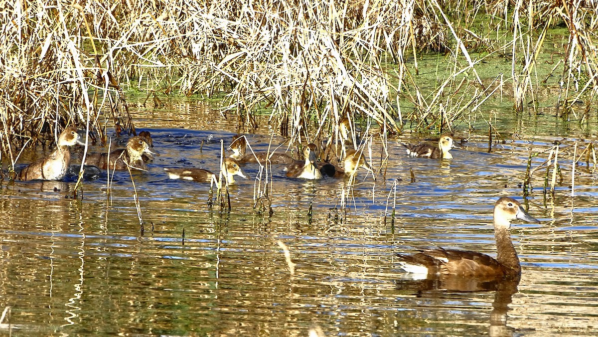 Rosy-billed Pochard - ML620530486