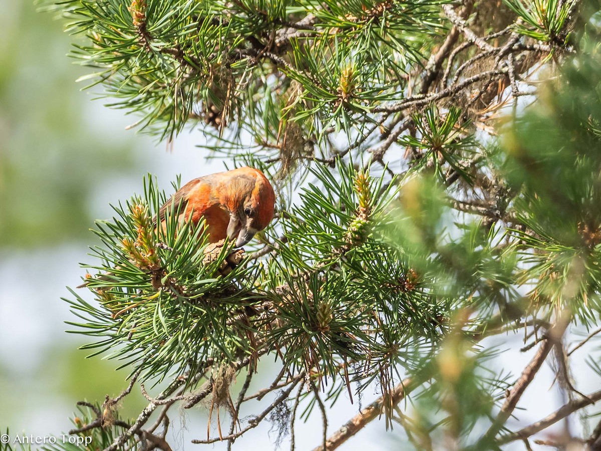 Parrot Crossbill - ML620530491