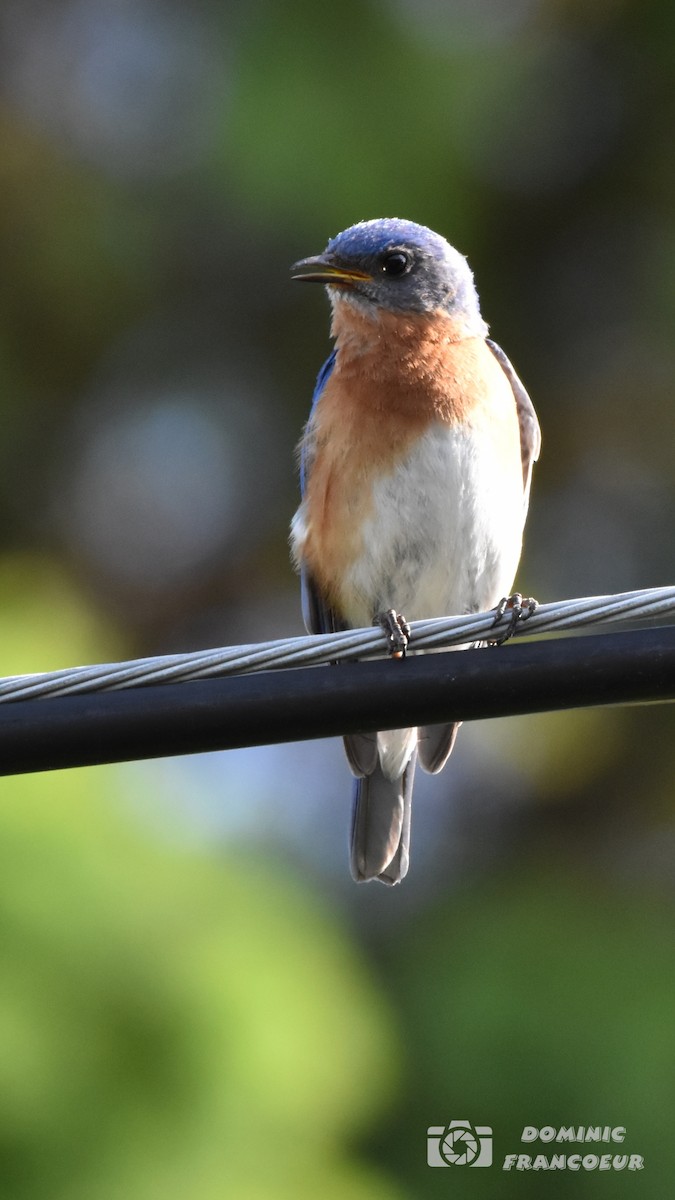 Eastern Bluebird - ML620530495