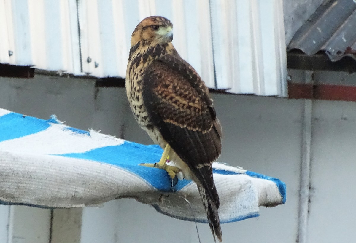 Harris's Hawk - ML620530497