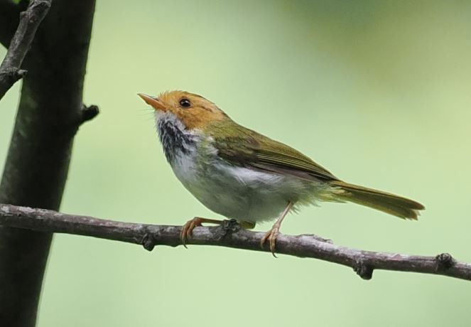 Mosquitero Carirrufo - ML620530503