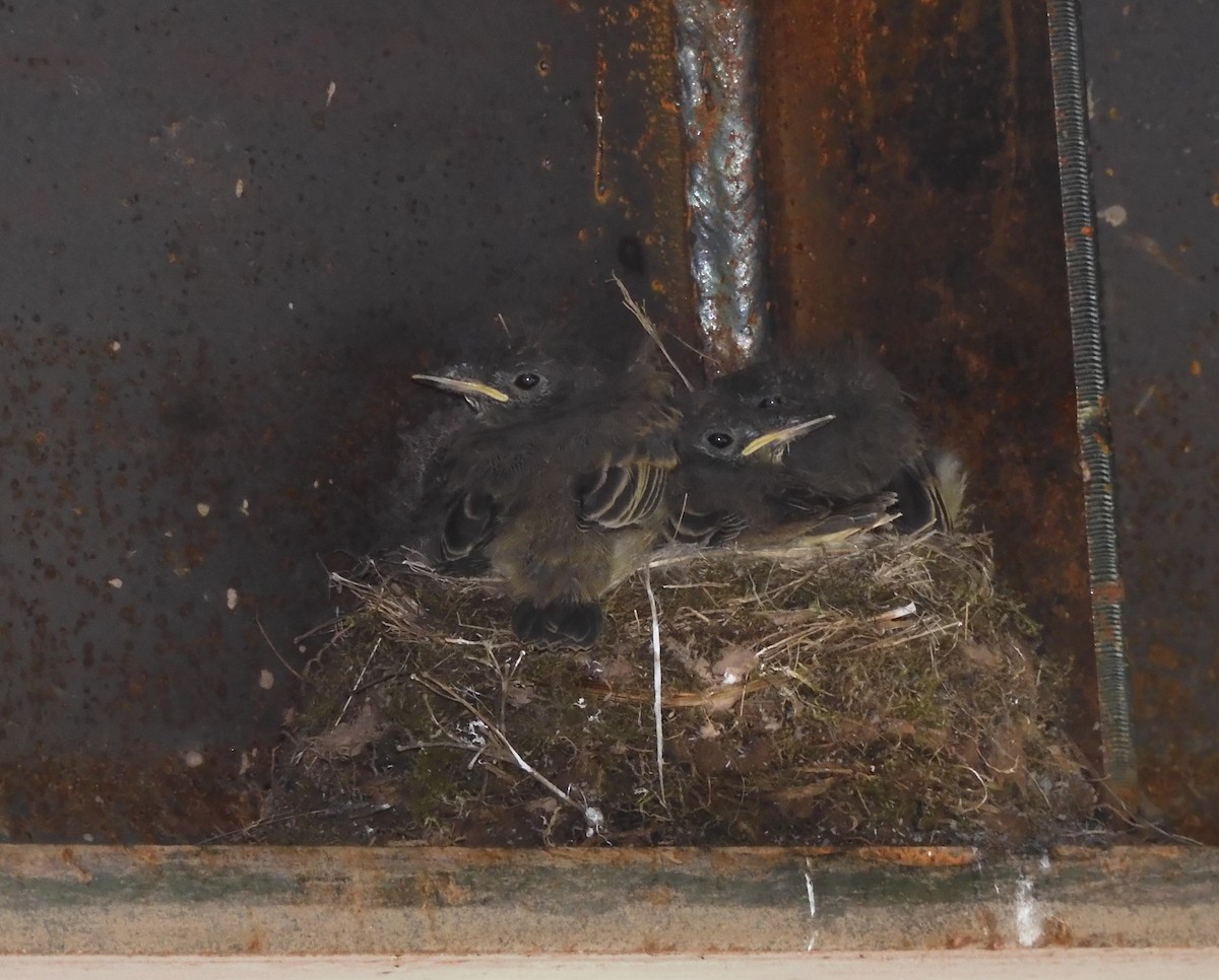 Eastern Phoebe - ML620530506