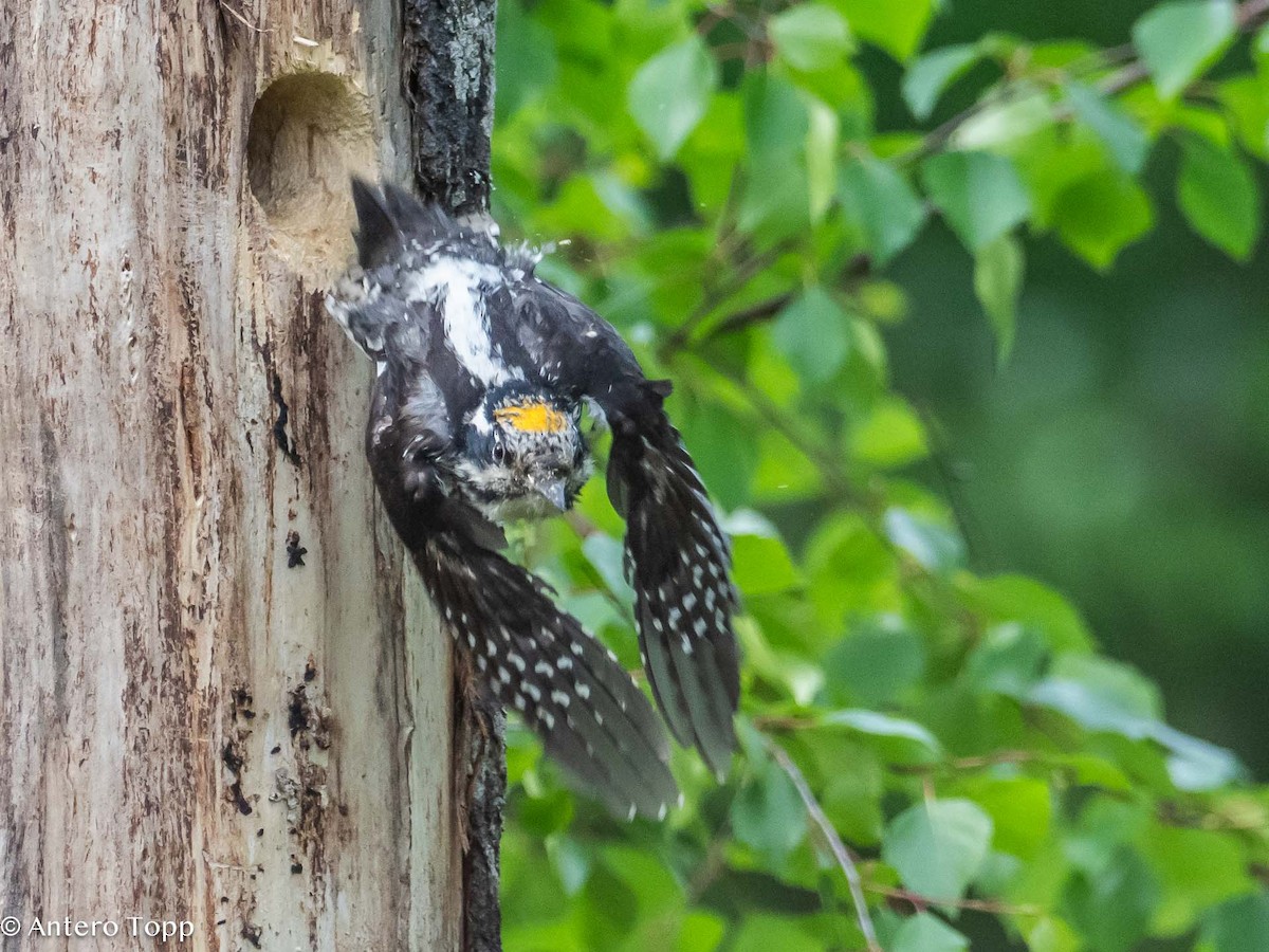 Eurasian Three-toed Woodpecker - ML620530515