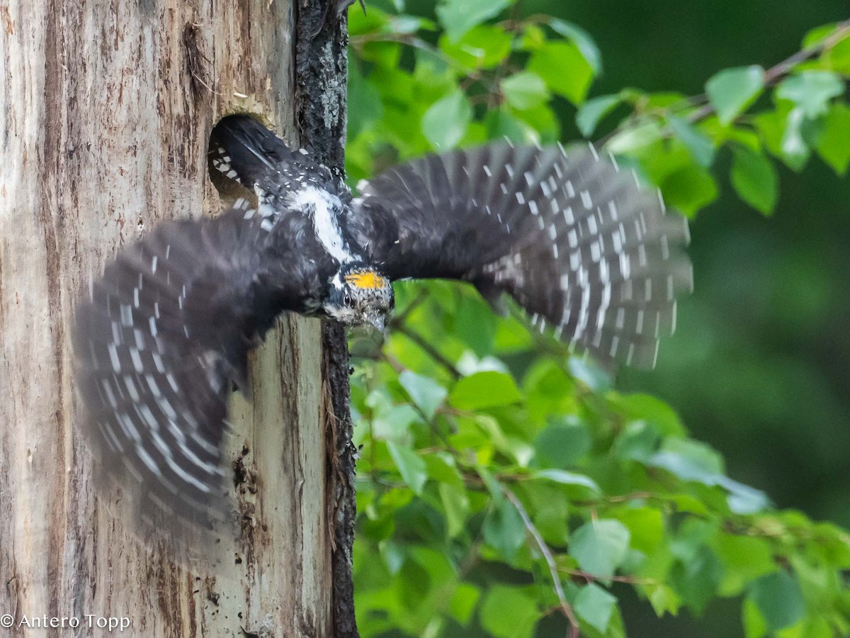 Eurasian Three-toed Woodpecker - ML620530516