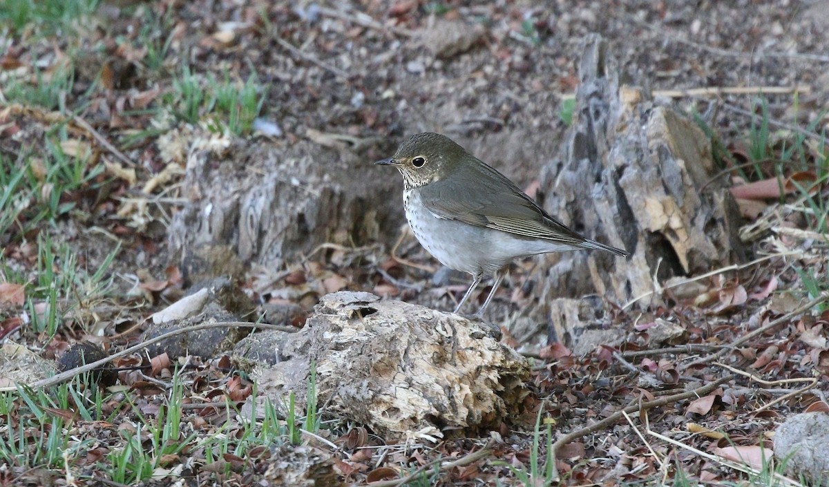 Swainson's Thrush (Olive-backed) - ML620530521