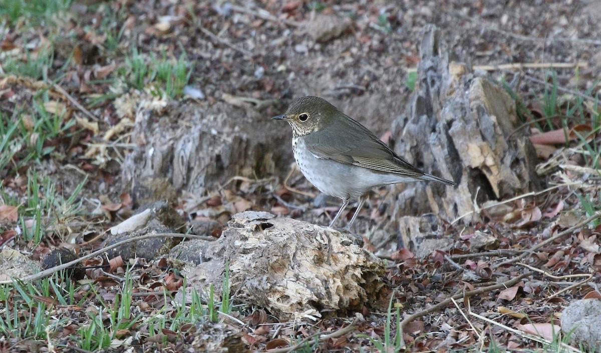 Grive à dos olive (groupe swainsoni) - ML620530521