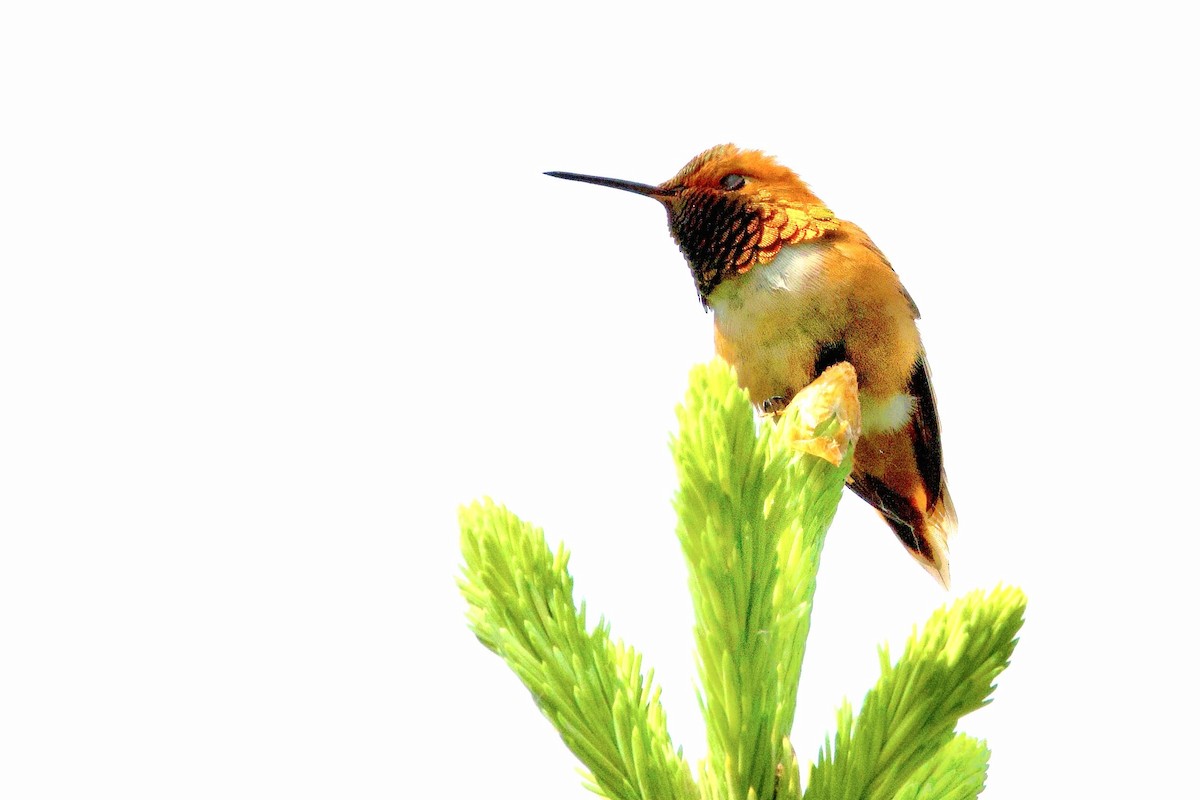 Rufous Hummingbird - ML620530526