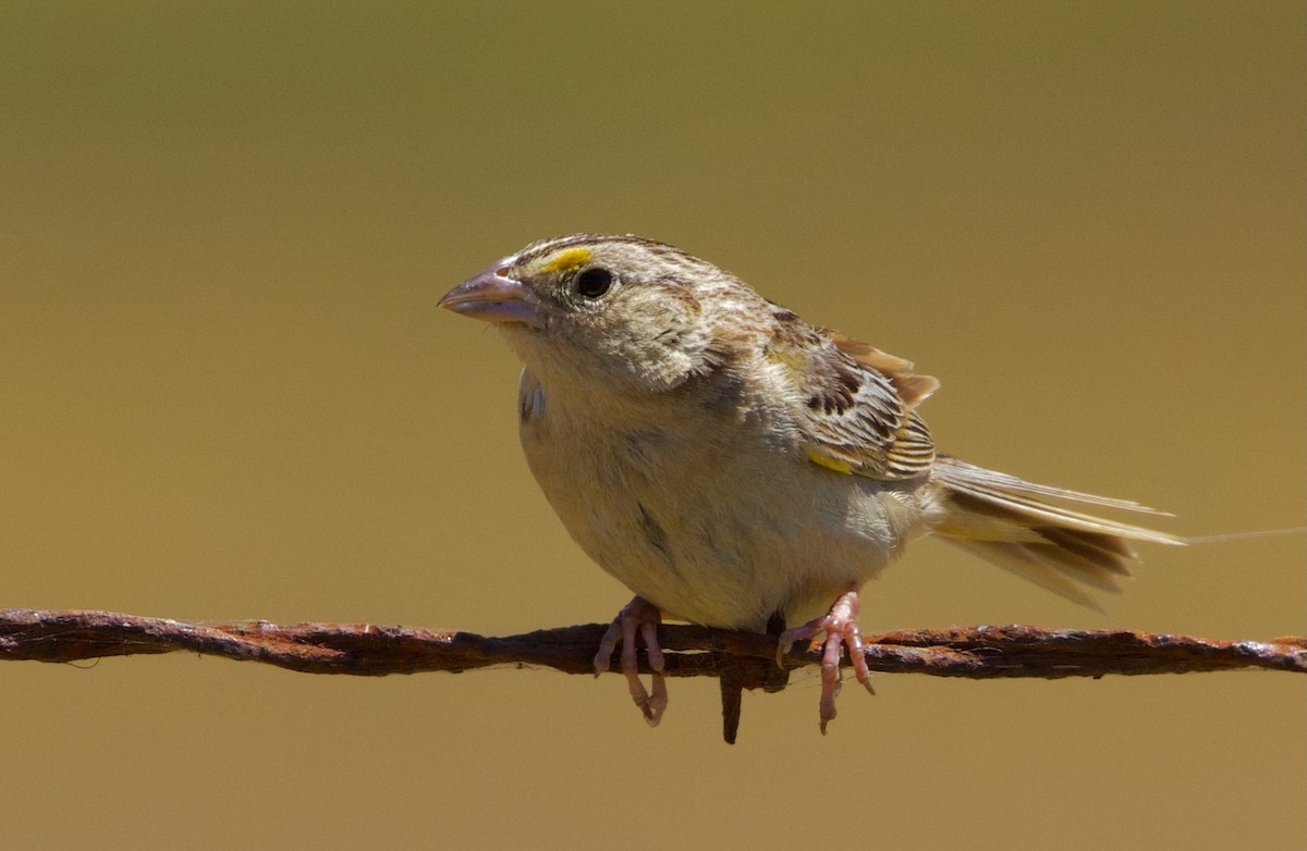 Grasshopper Sparrow - ML620530527