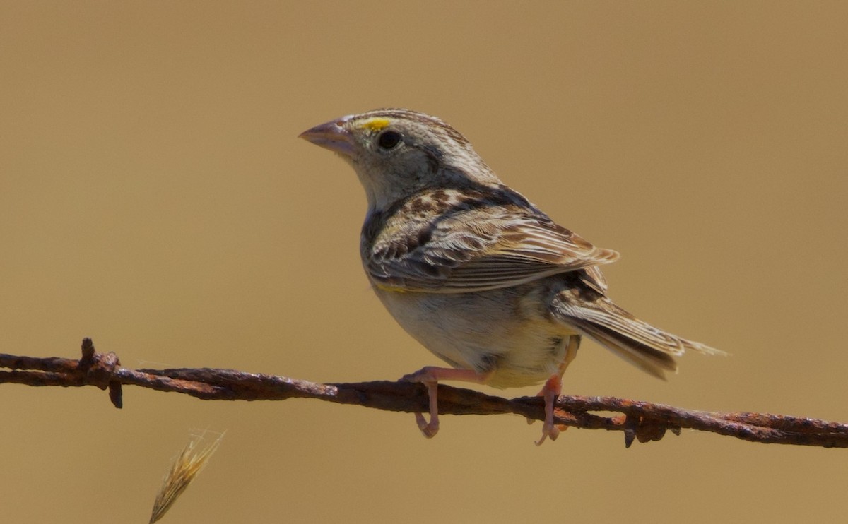 Grasshopper Sparrow - ML620530528