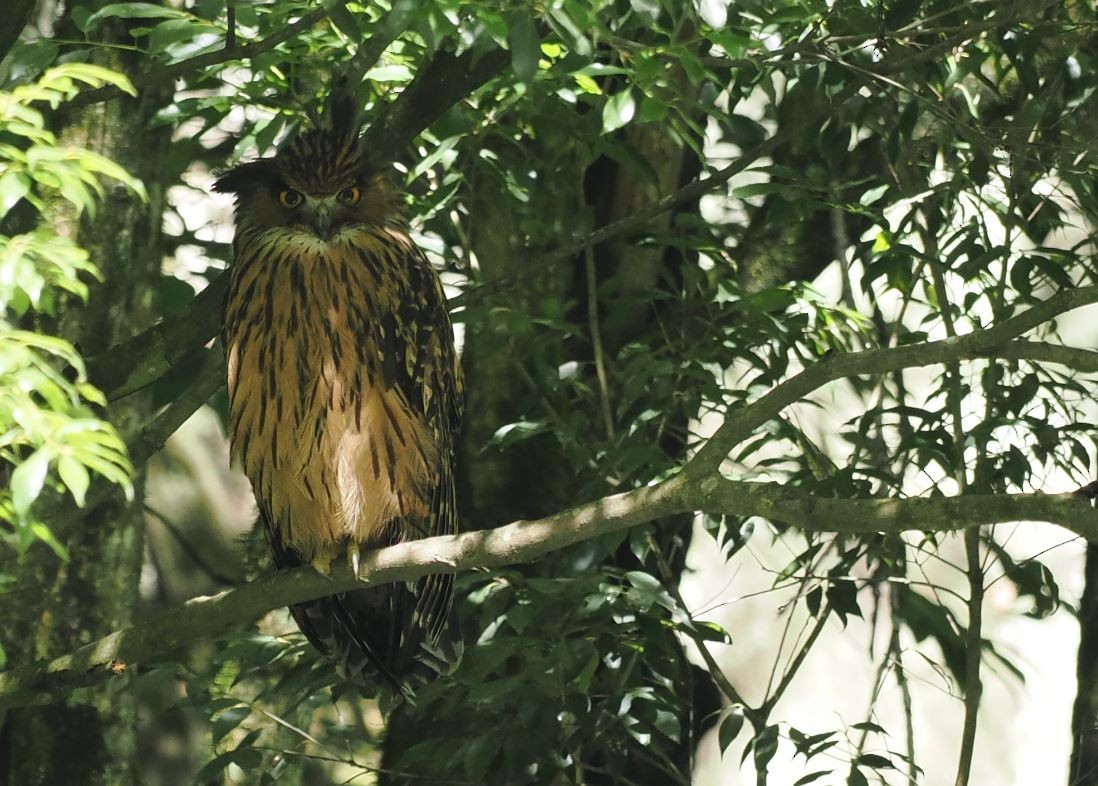 Tawny Fish-Owl - ML620530534