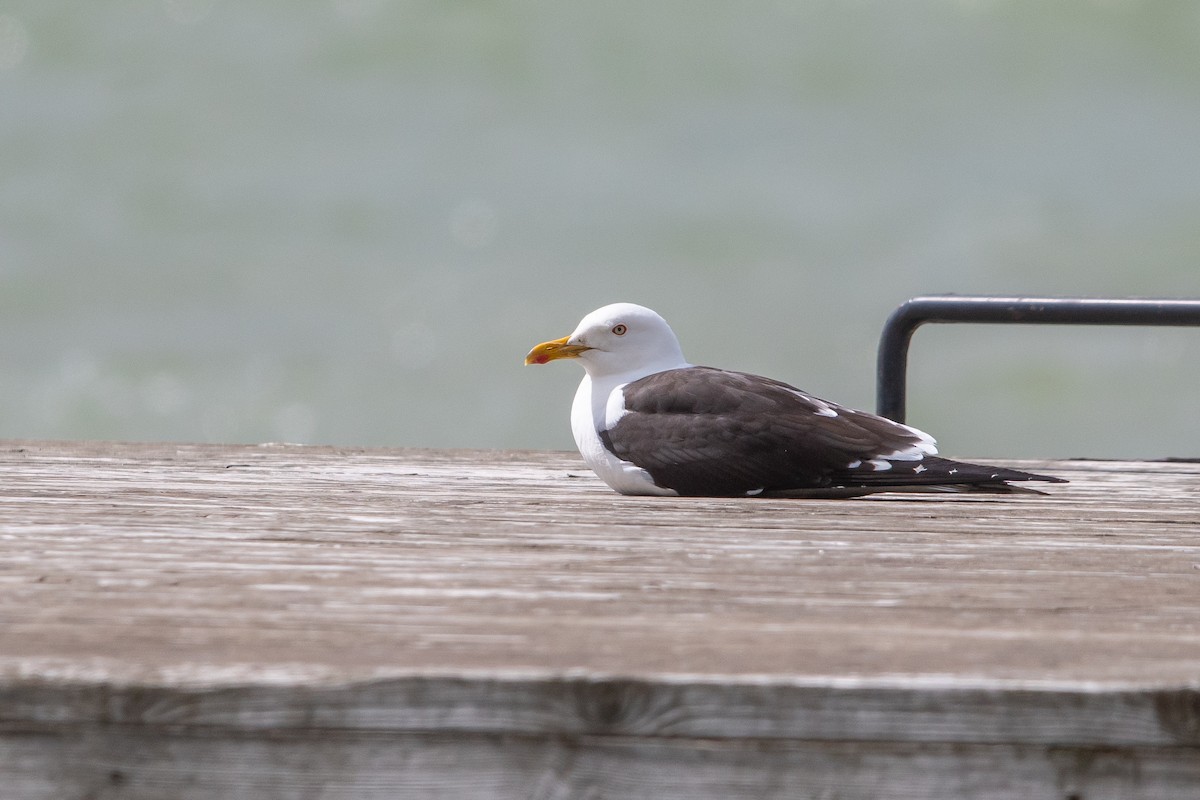 Gaviota Sombría - ML620530537