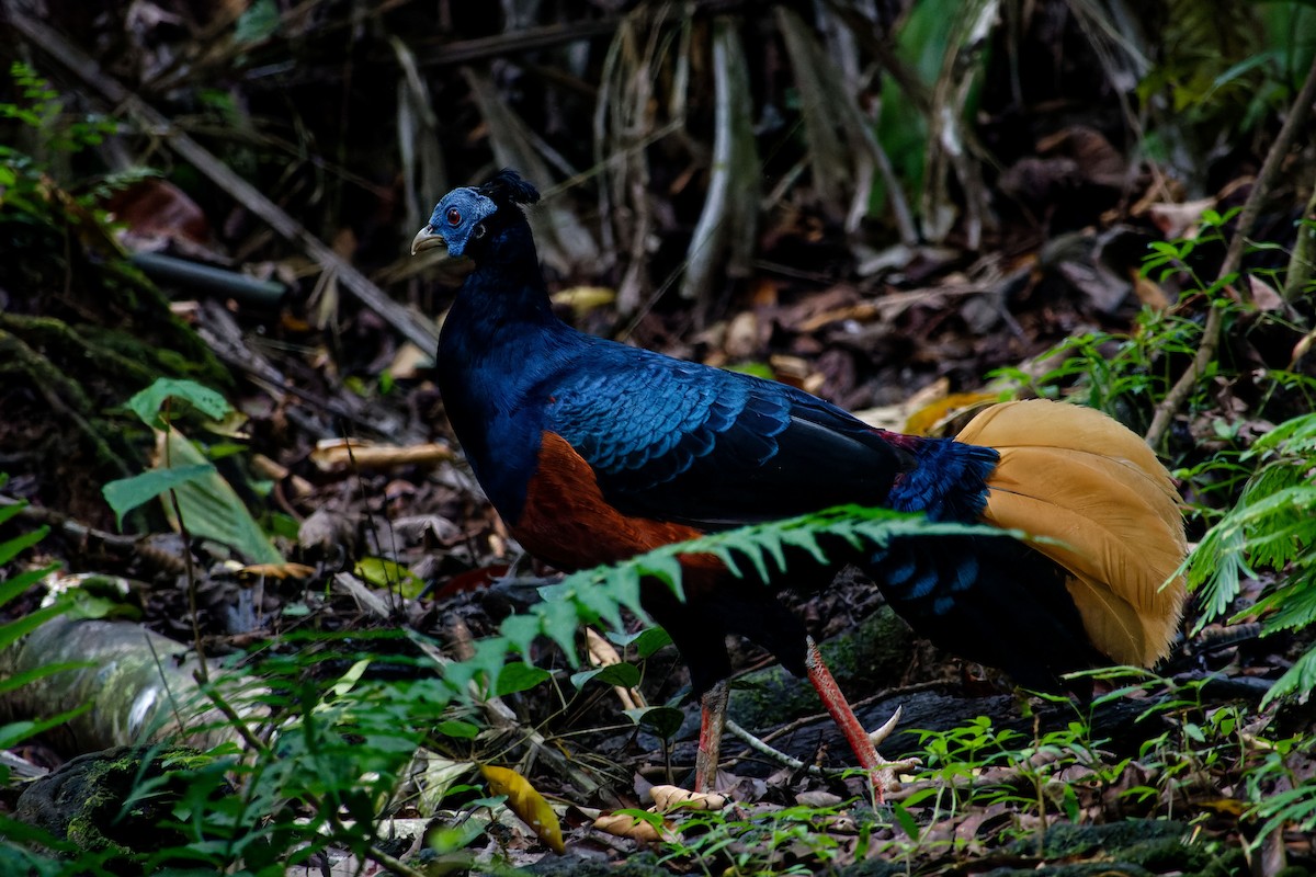 Bornean Crested Fireback - ML620530540