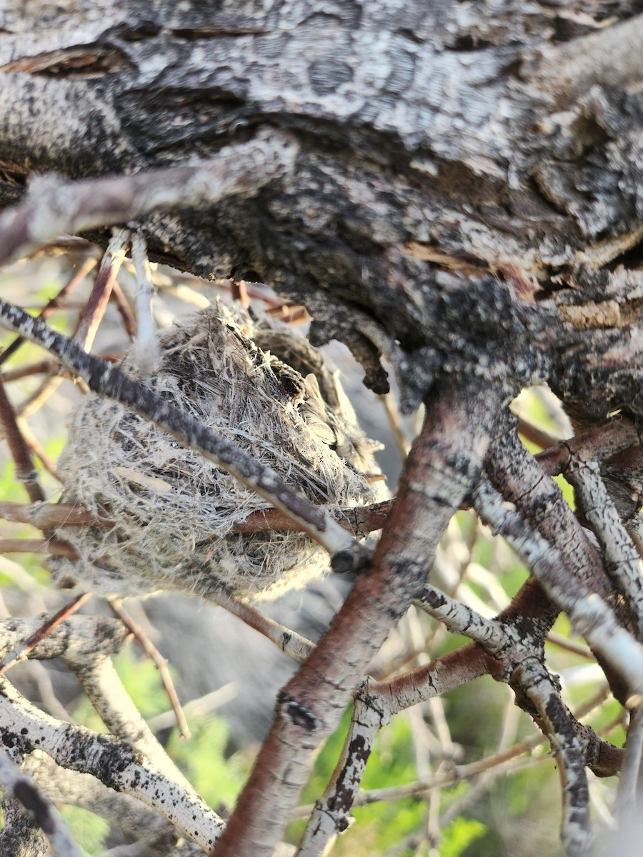 Black-tailed Gnatcatcher - ML620530544