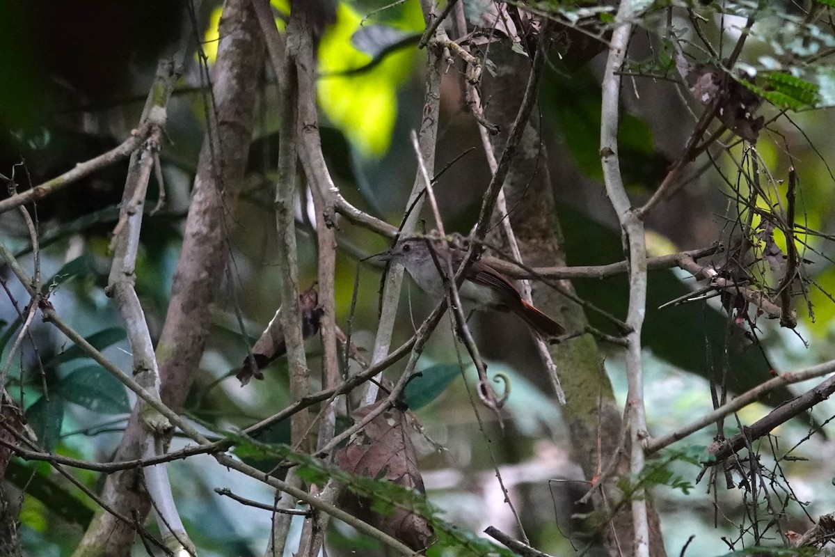 Sooty-capped Babbler - ML620530546