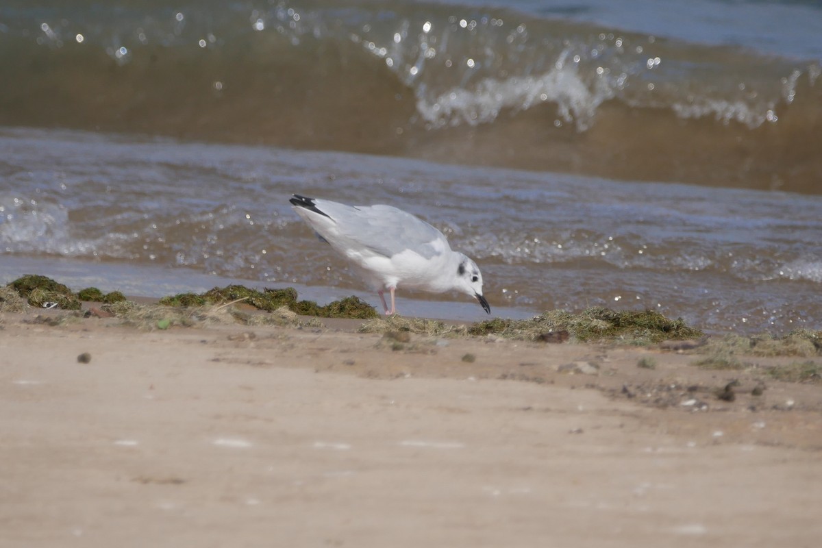 Bonaparte's Gull - ML620530554