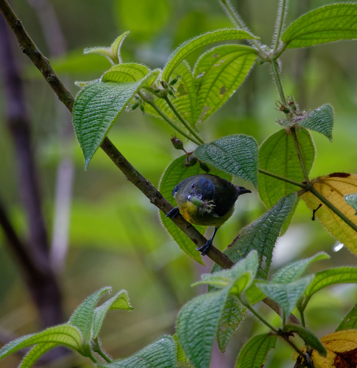 Yellow-rumped Flowerpecker - ML620530557