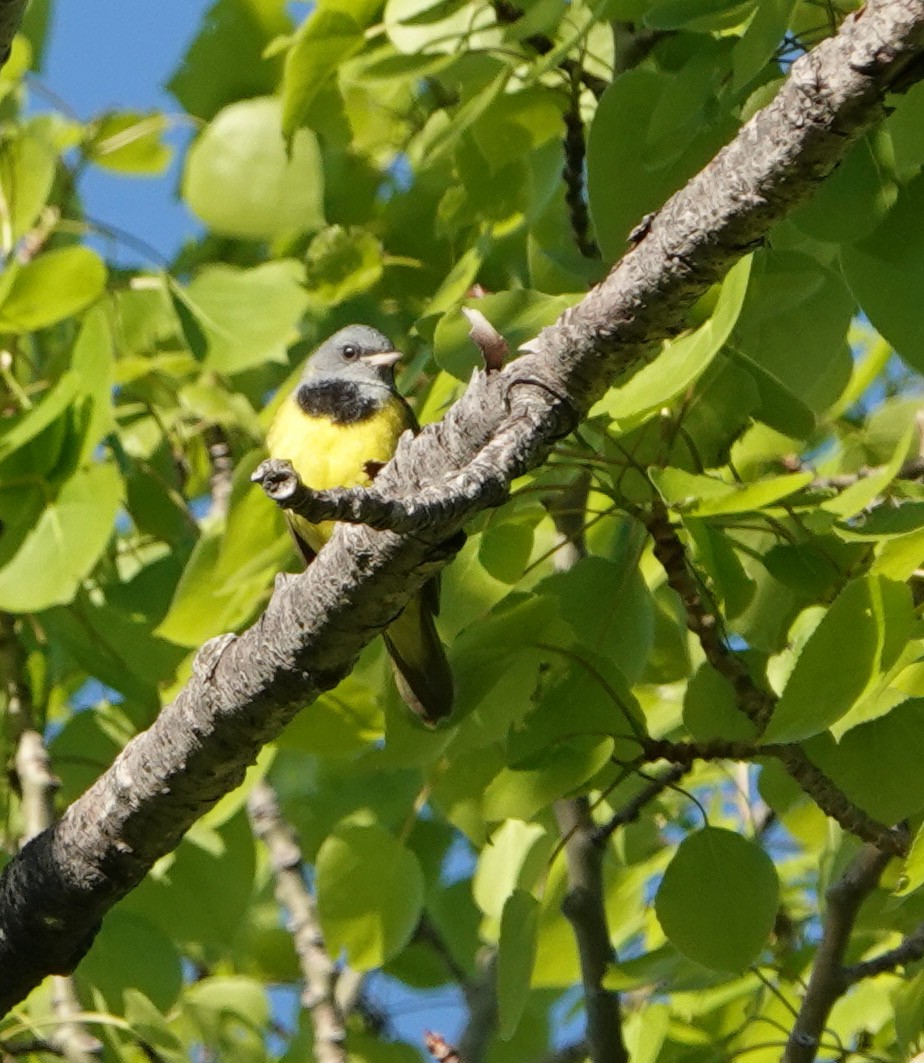 Mourning Warbler - ML620530562