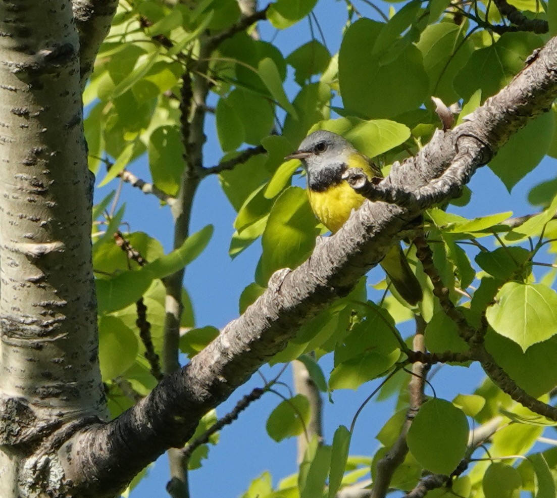 Graukopf-Waldsänger - ML620530563