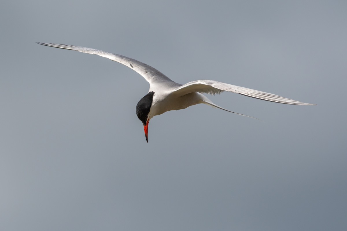 Common Tern - ML620530567