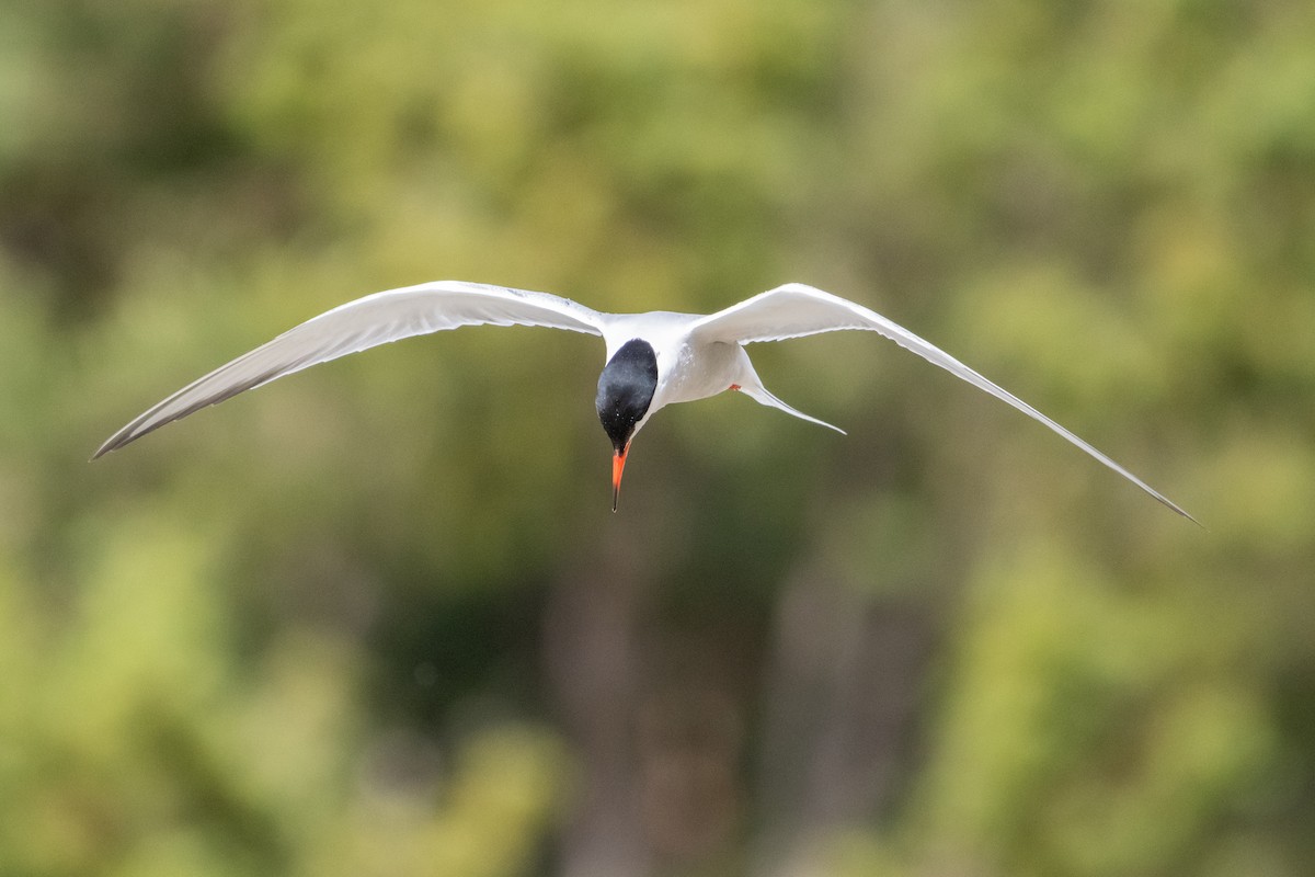 Common Tern - ML620530568