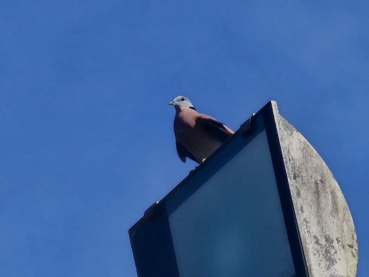 Red Collared-Dove - jason wu