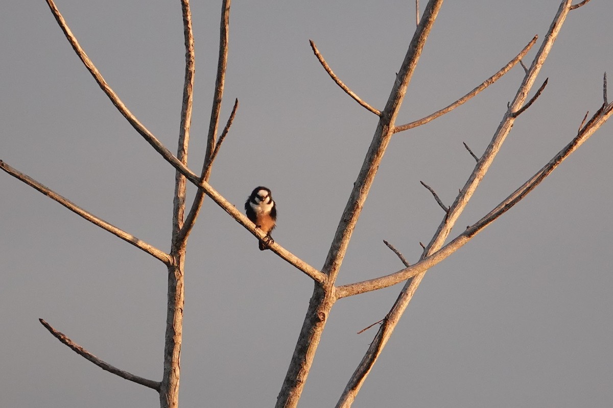 White-fronted Falconet - ML620530588