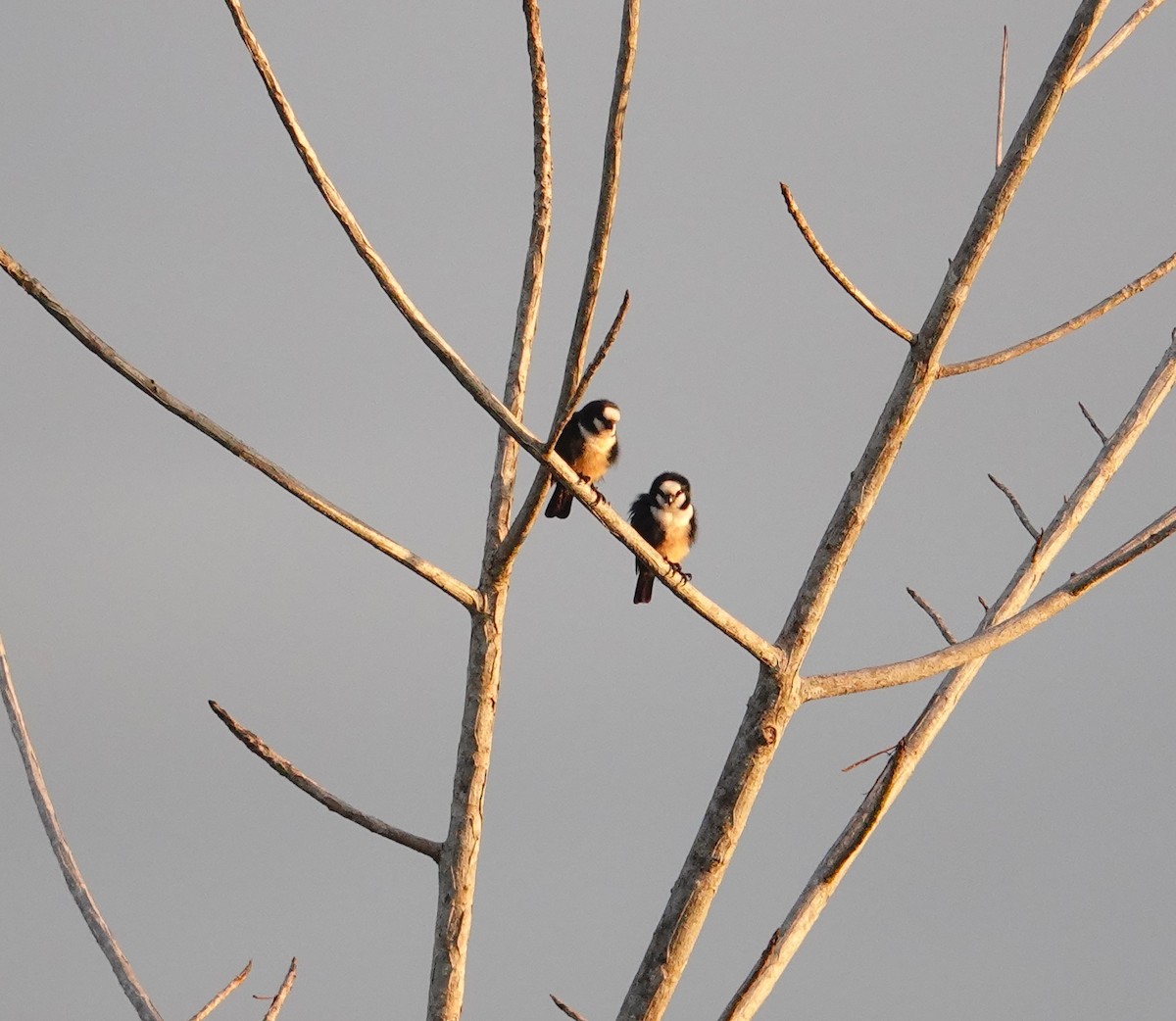 White-fronted Falconet - ML620530589