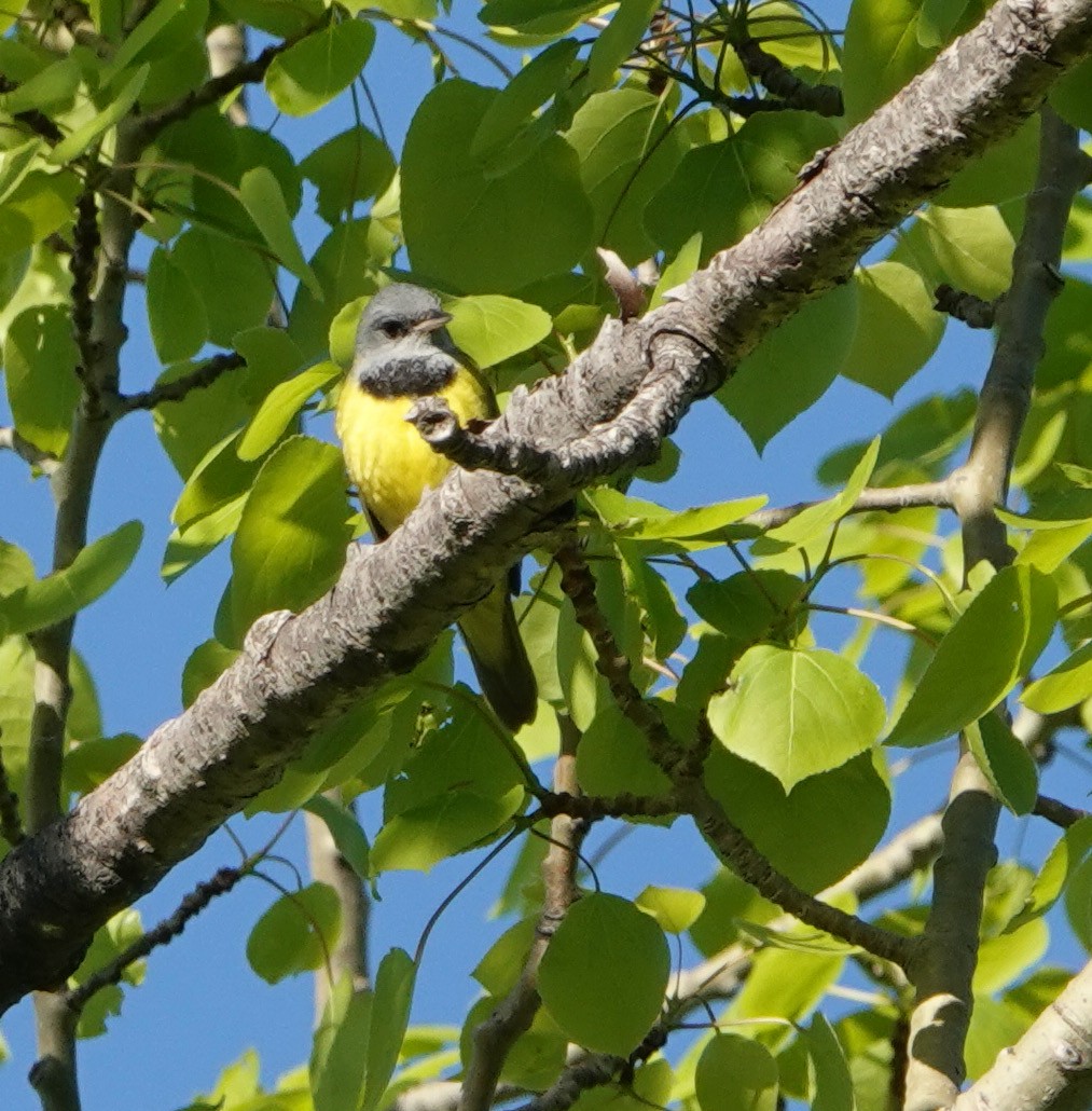 Mourning Warbler - ML620530595