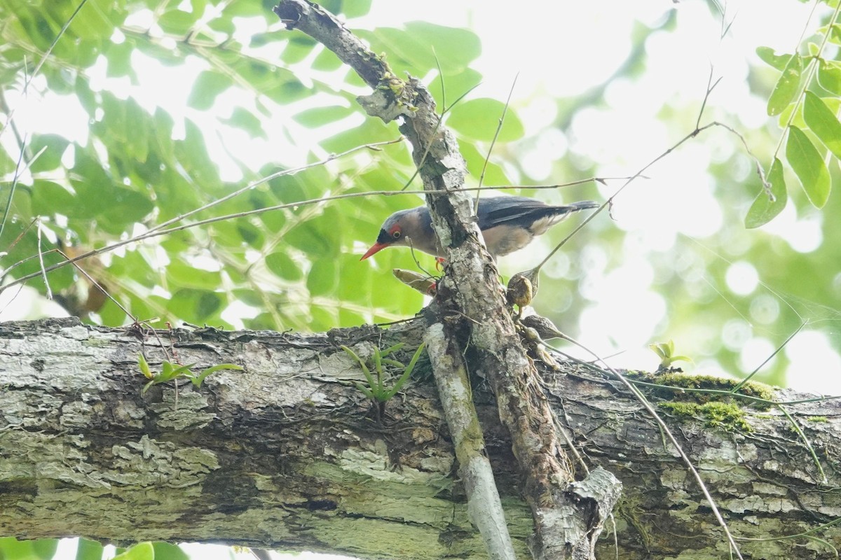 Velvet-fronted Nuthatch - ML620530596