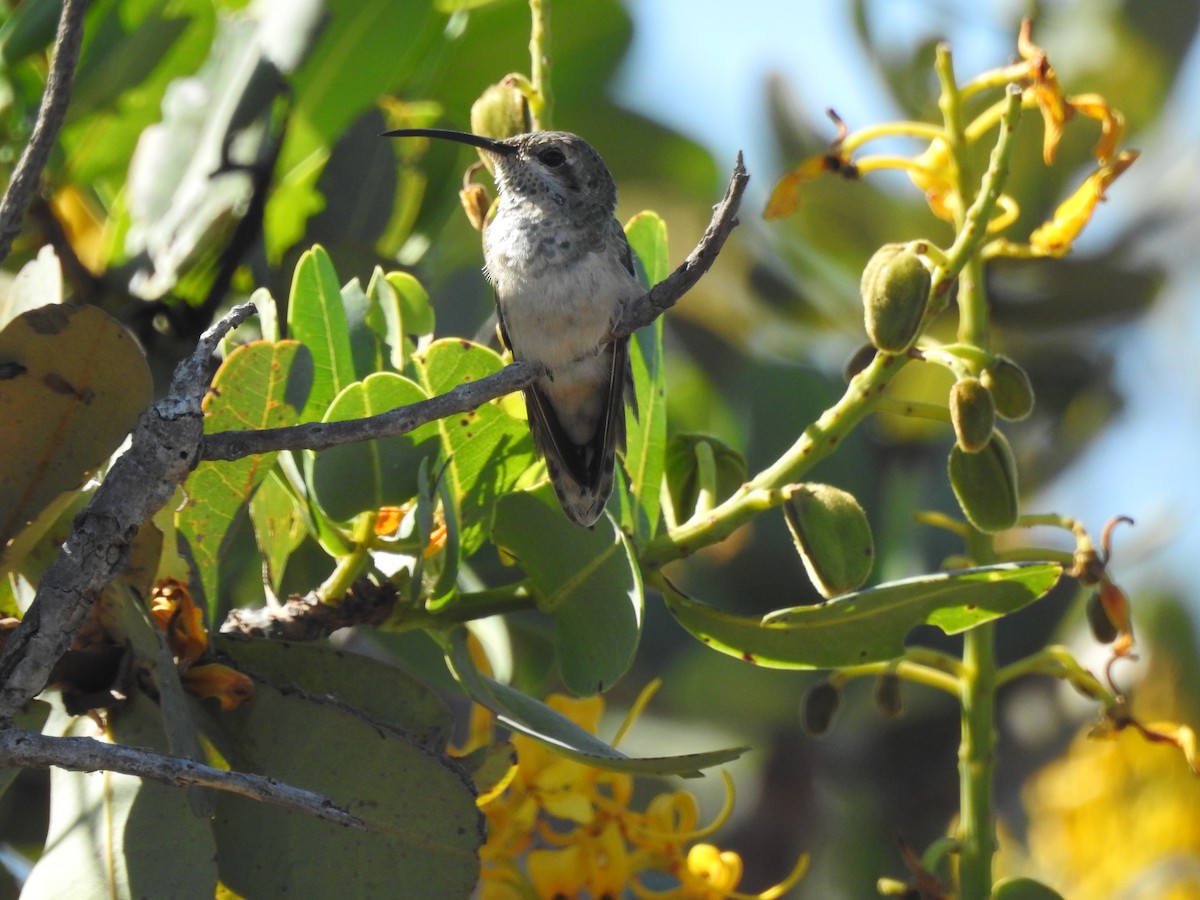 White-tailed Goldenthroat - ML620530600