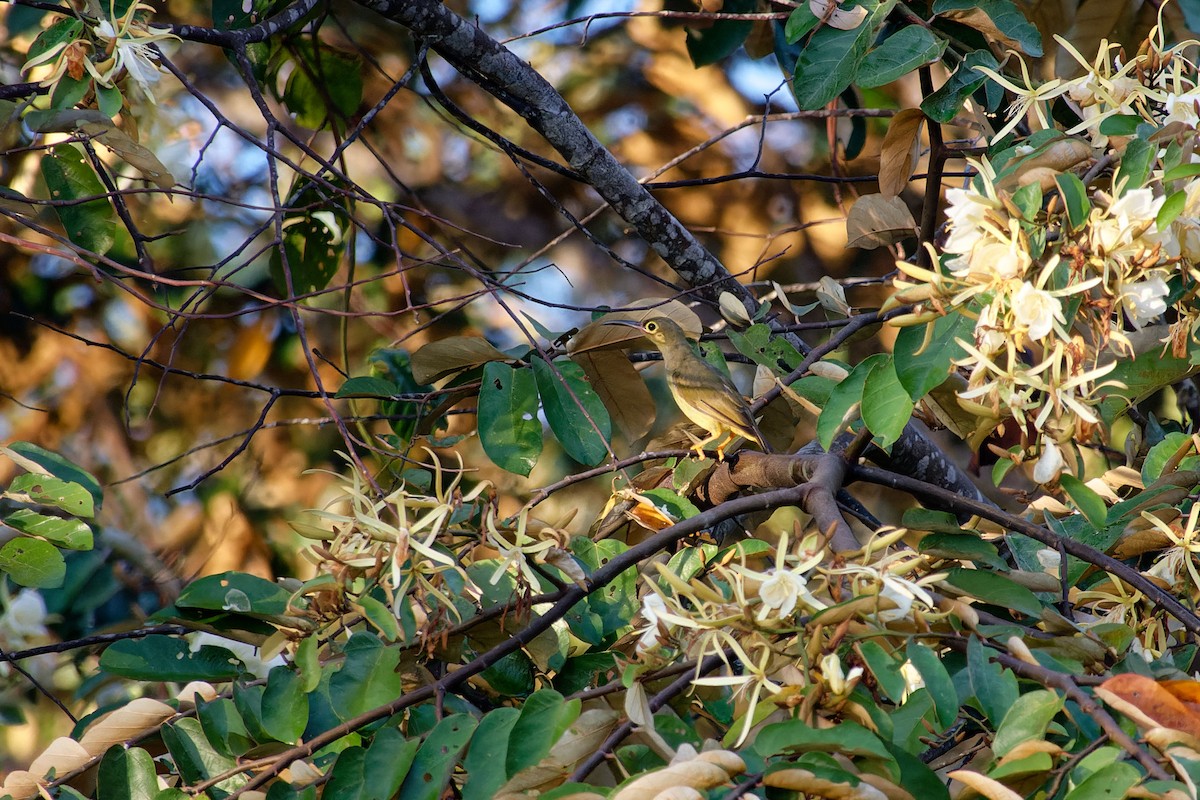 Spectacled Spiderhunter - ML620530601