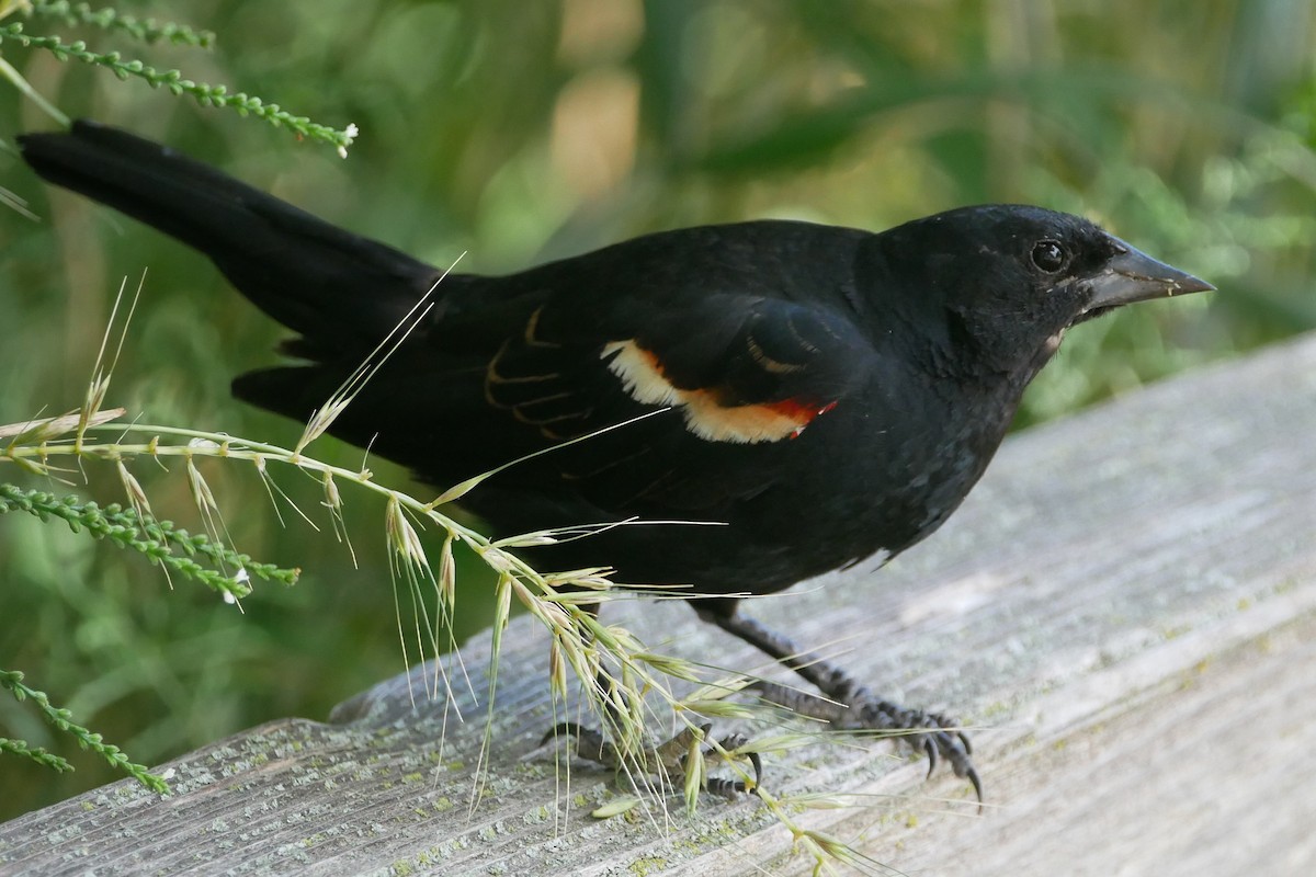 Red-winged Blackbird - ML620530603