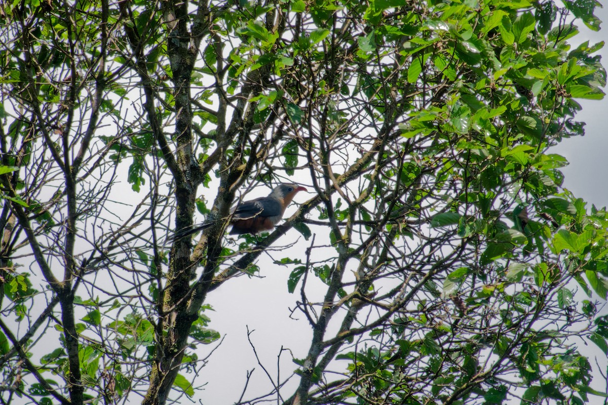 Red-billed Malkoha - ML620530610