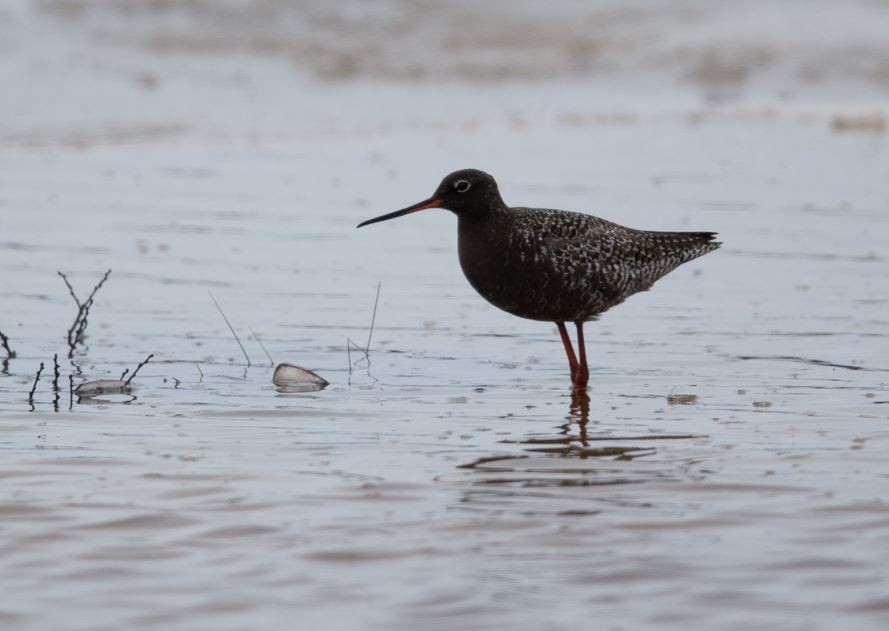 Spotted Redshank - ML620530612