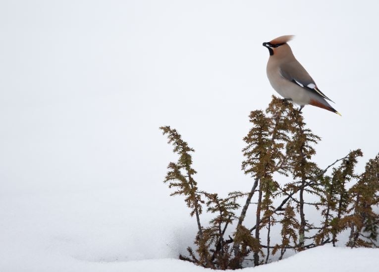 Bohemian Waxwing - ML620530616