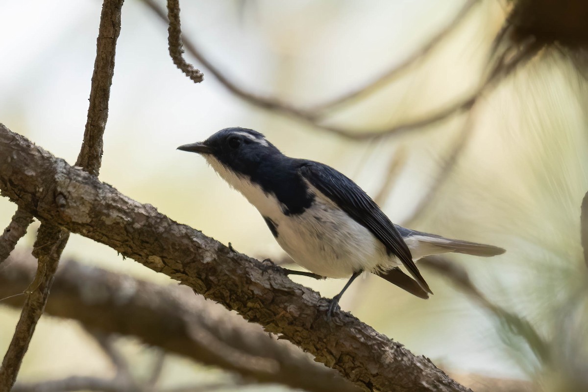 Ultramarine Flycatcher - ML620530617