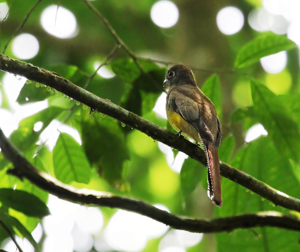 Northern Black-throated Trogon - ML620530633