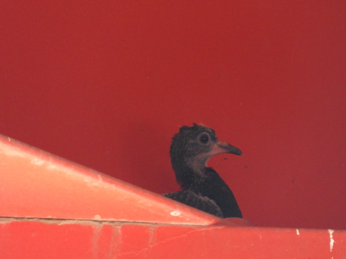 Rock Pigeon (Feral Pigeon) - ML620530636