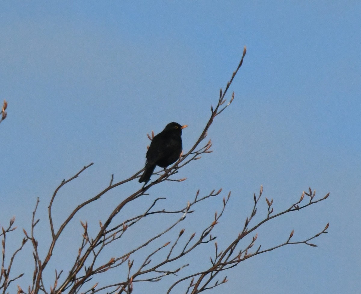 Eurasian Blackbird - ML620530656