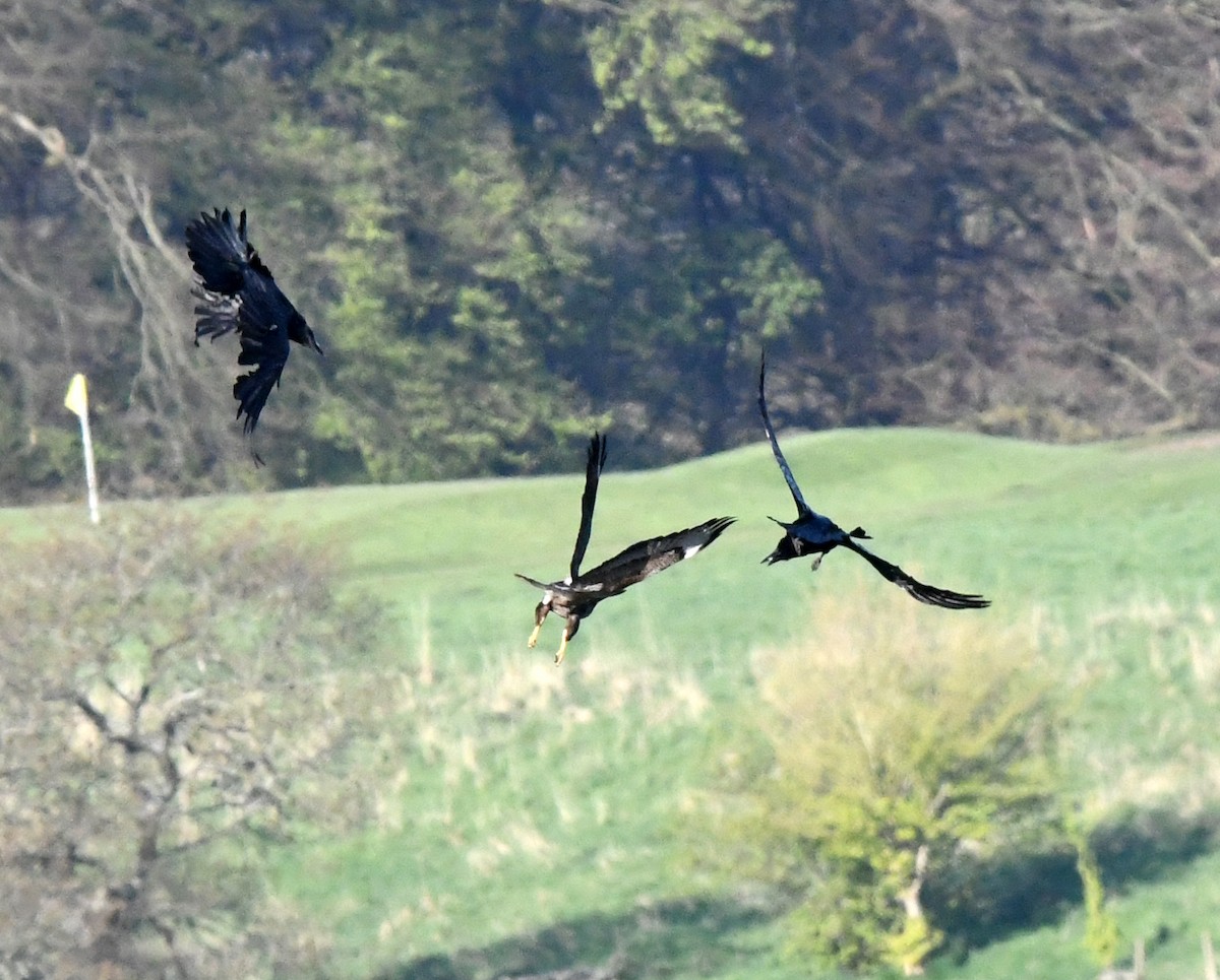 Common Buzzard (Western) - ML620530663