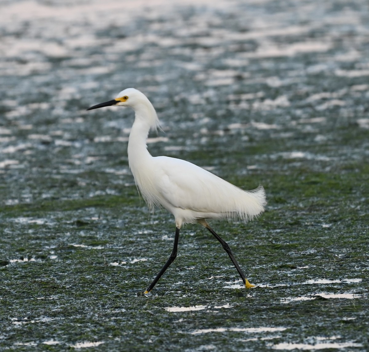 Snowy Egret - ML620530666