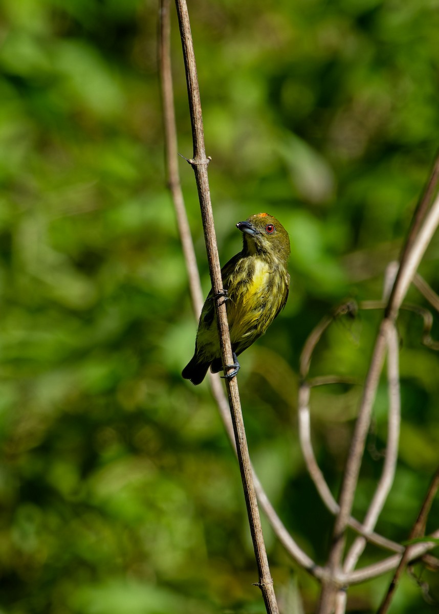 Yellow-breasted Flowerpecker - ML620530669