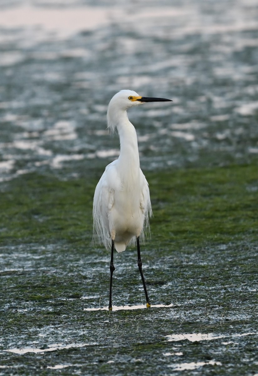 Snowy Egret - Ralph Erickson