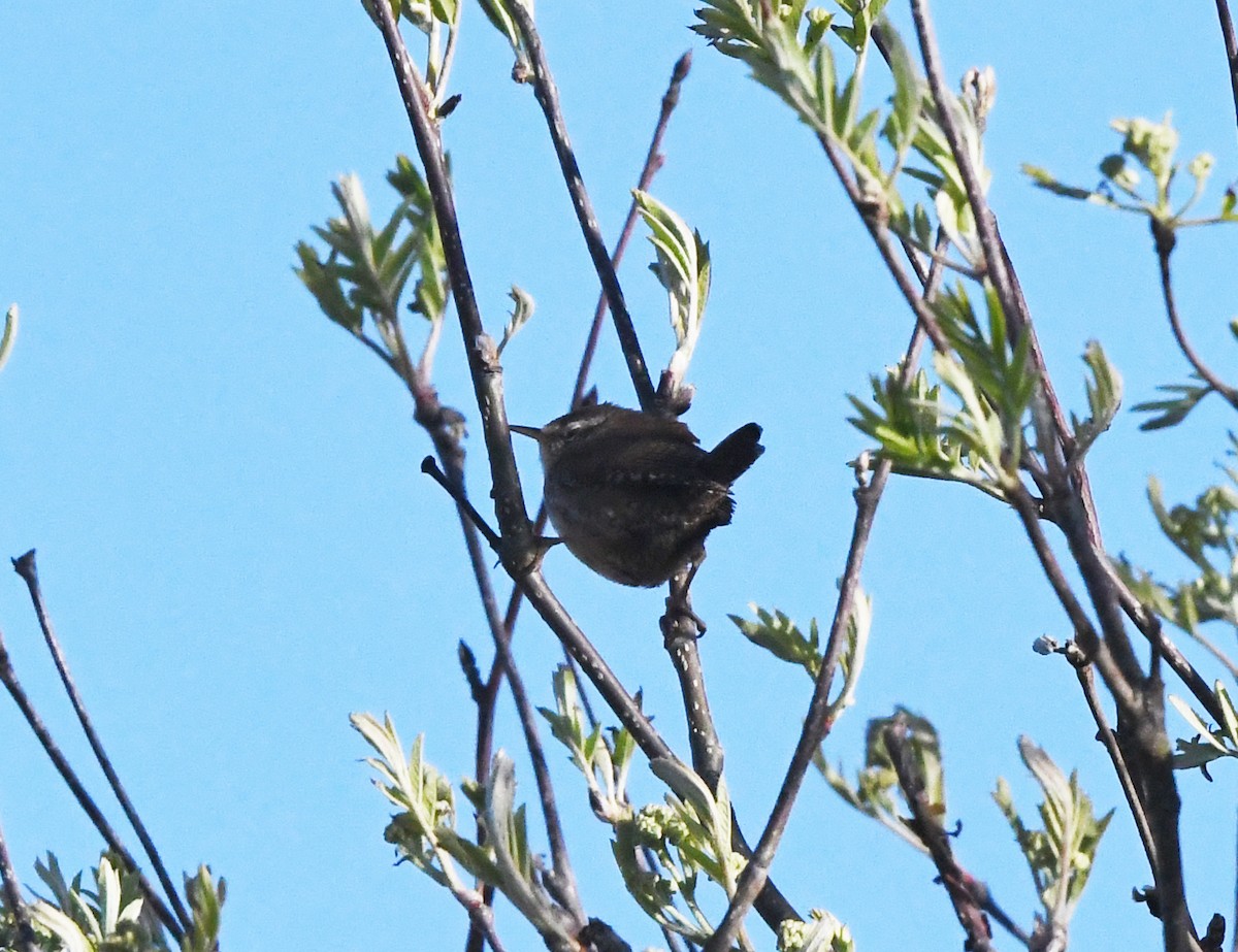 Eurasian Wren (British) - ML620530676